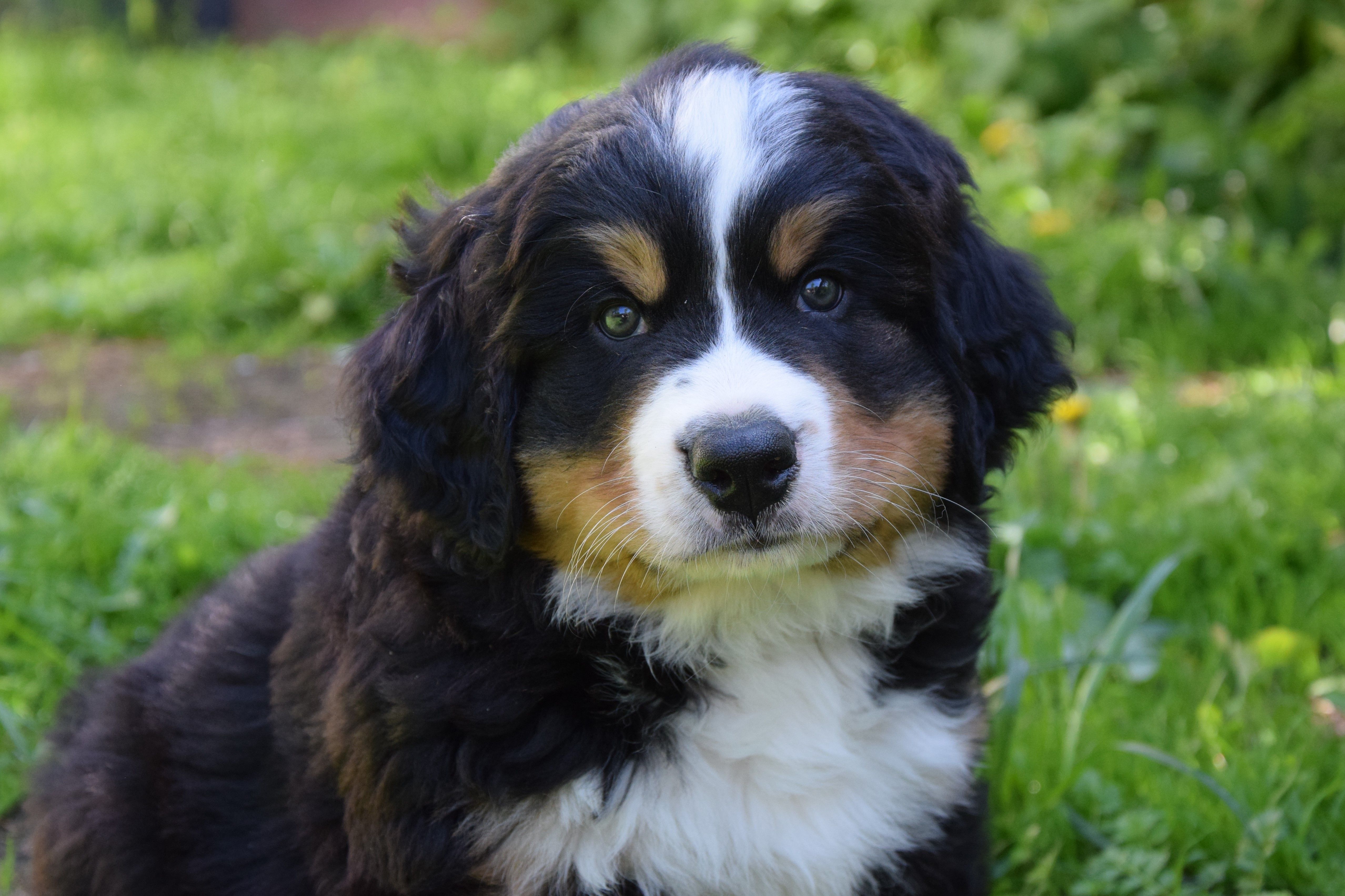Boy-Severin Bryn — Bernese Mountain Dogs, Litter S, Reserved