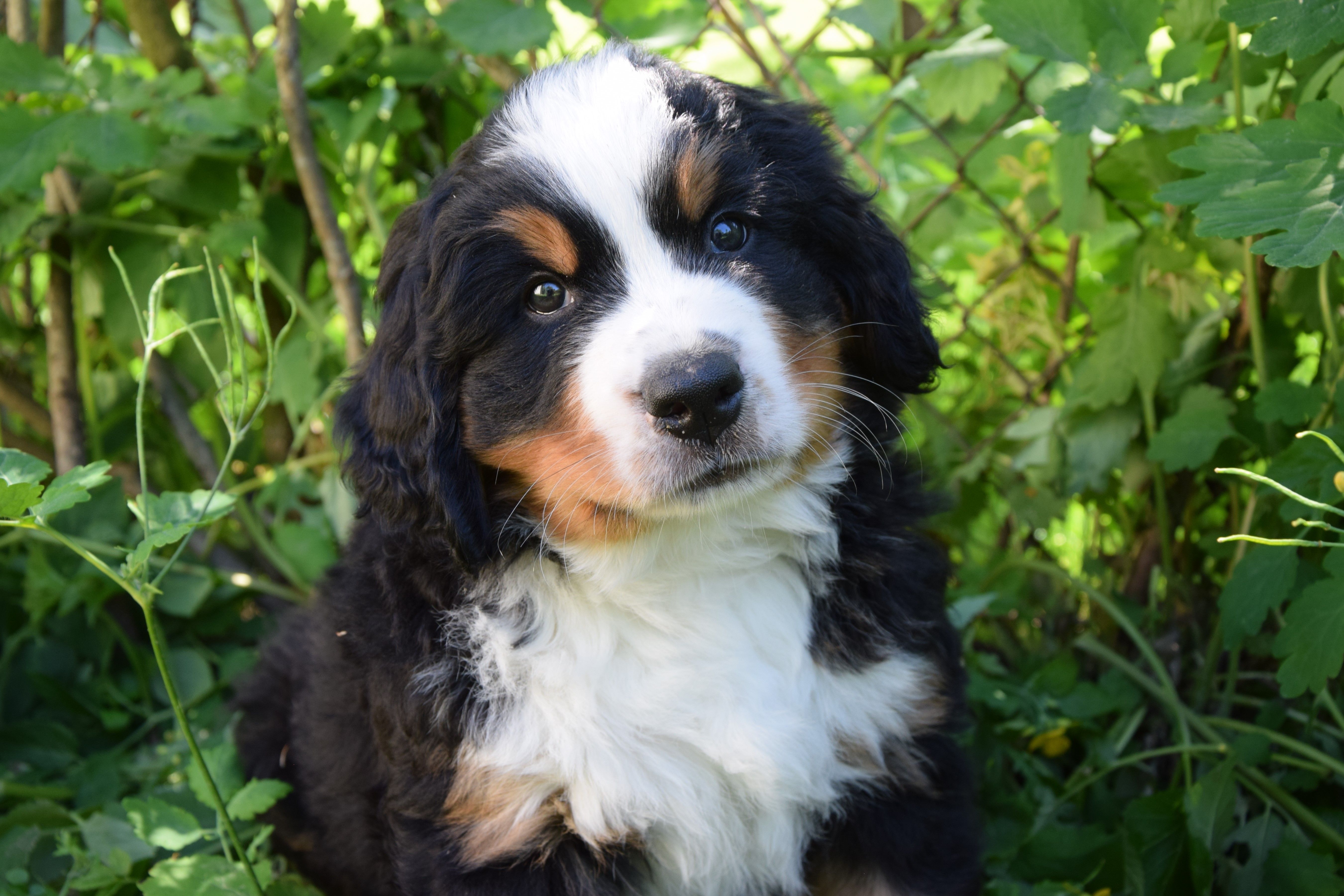 Boy-Sir Bono — Bernese Mountain Dogs, Litter S, Reserved