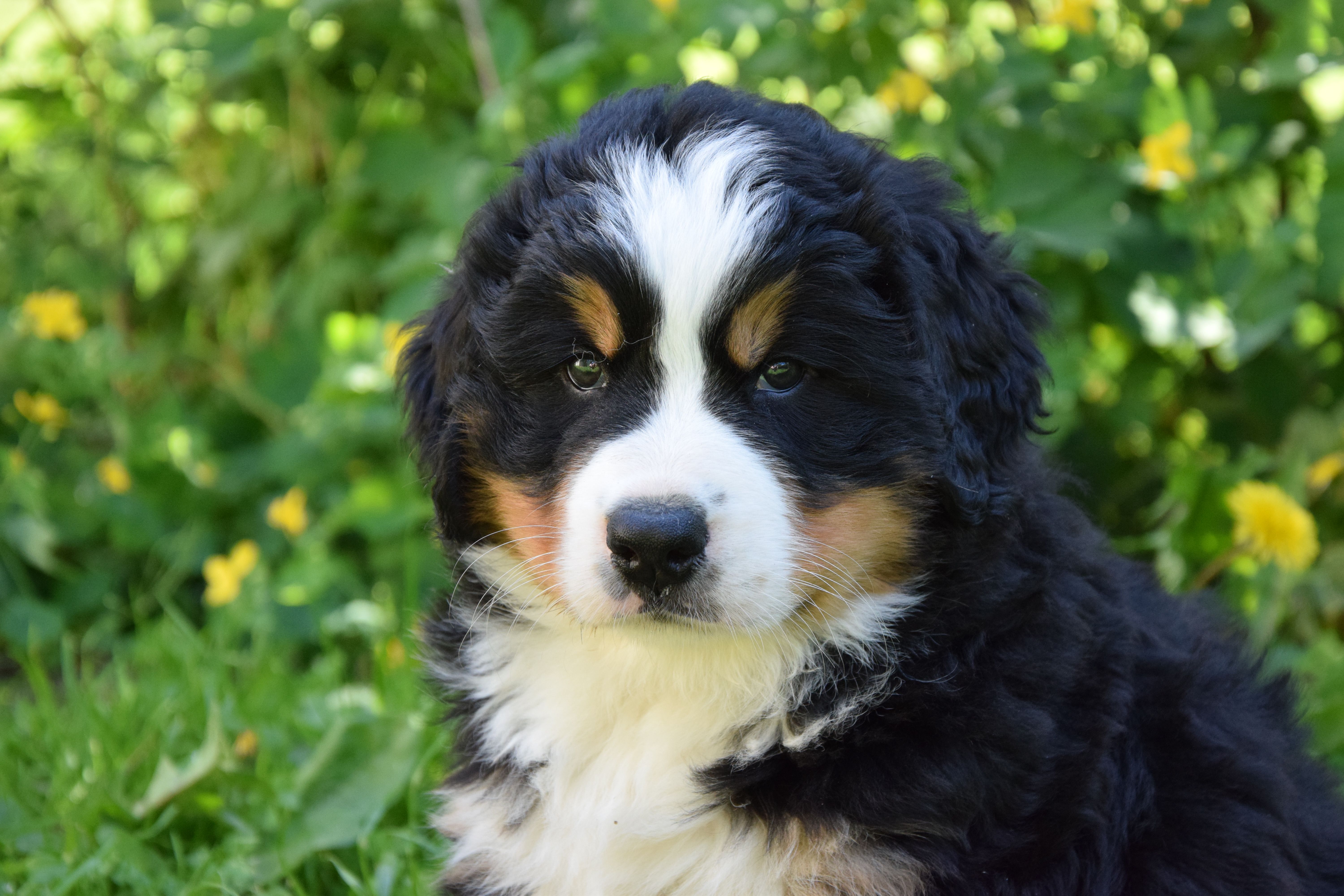 Girl-Skye — Bernese Mountain Dogs, Litter S, Reserved