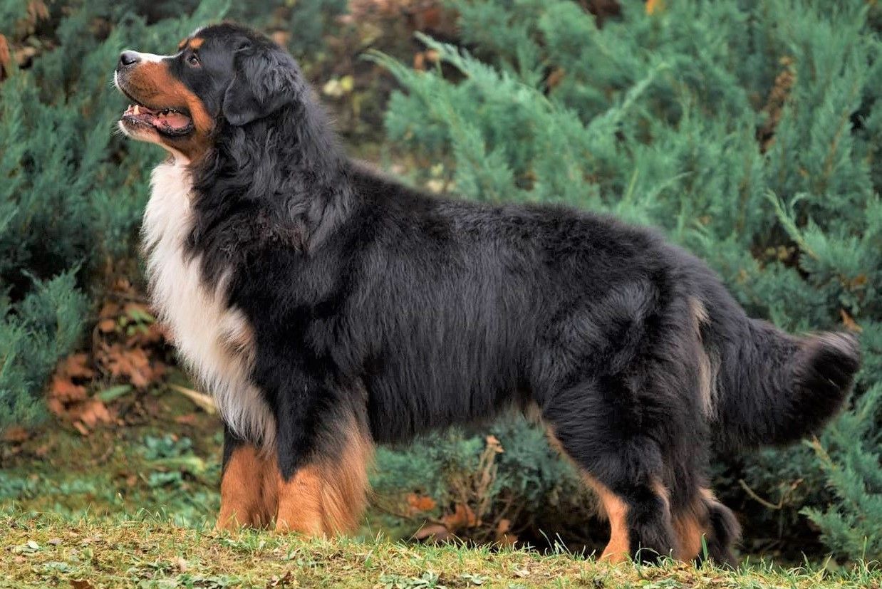 Sire — Vivat Pride Adorable — Bernese Mountain Dogs, Litter T