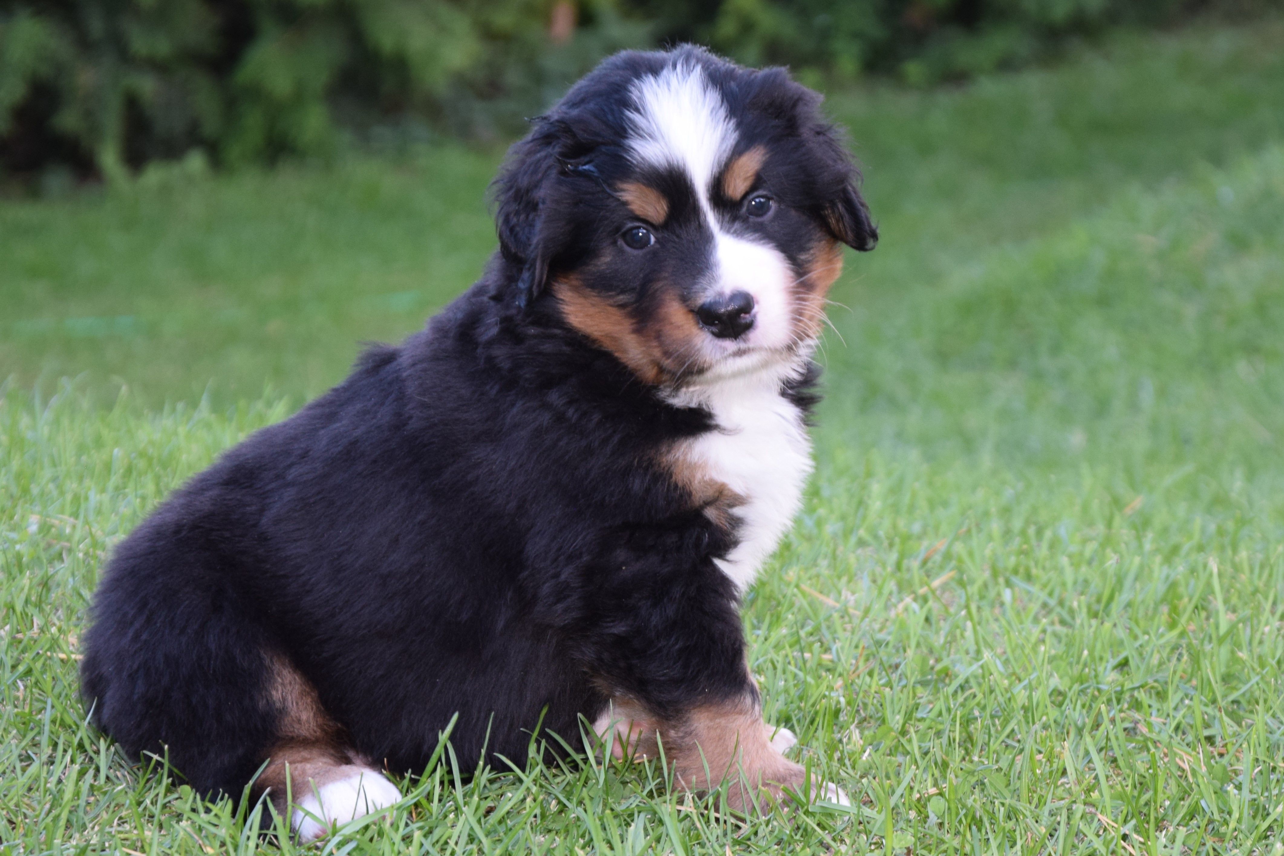 Girl-White / Takami — Bernese Mountain Dogs, Litter T, Reserved