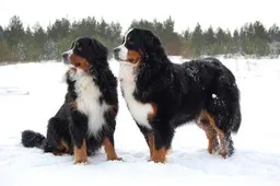 Adult and young Bernese Mountain Dog sitting together in the snow