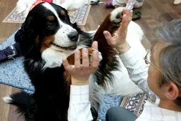 Bernese Mountain Dog being petted indoors during a visit
