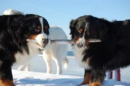 Two Bernese Mountain Dogs playing tug with a stick in the snow