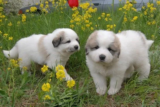Two Pyrenean Mountain Dog puppies in a flowering meadow
