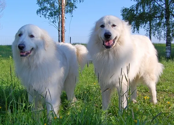 Pyrenean Mountain Dogs, Litter A, puppies