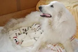 Pyrenean Mountain Dogs, Litter B, puppies