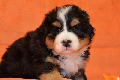 Bernese Mountain Dogs, Litter C, puppies