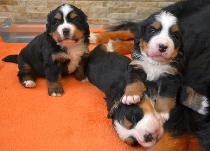 Bernese Mountain Dogs, Litter D, puppies