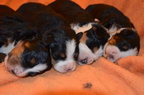 Bernese Mountain Dogs, Litter E, puppies