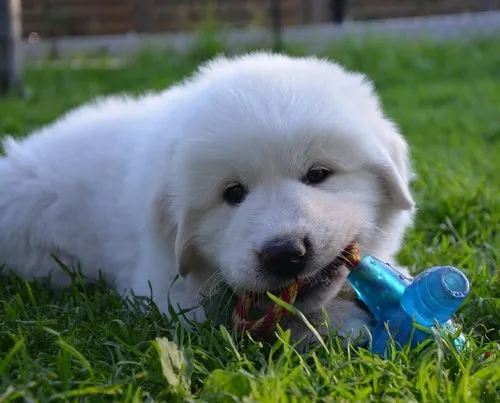 Pyrenean Mountain Dogs, Litter F, puppies