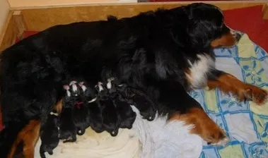 Bernese Mountain Dogs, Litter G, puppies