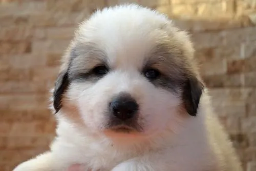 Pyrenean Mountain Dogs, Litter H, puppies