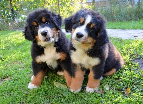 Bernese Mountain Dogs, Litter I, puppies