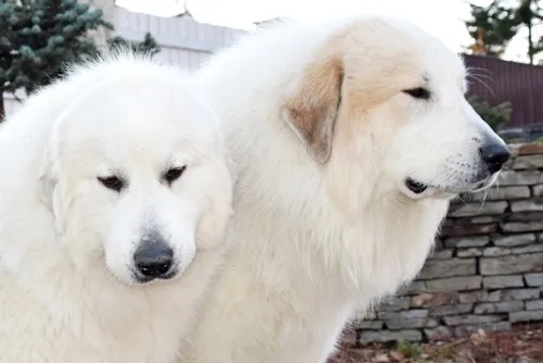 Pyrenean Mountain Dogs, Litter J, puppies