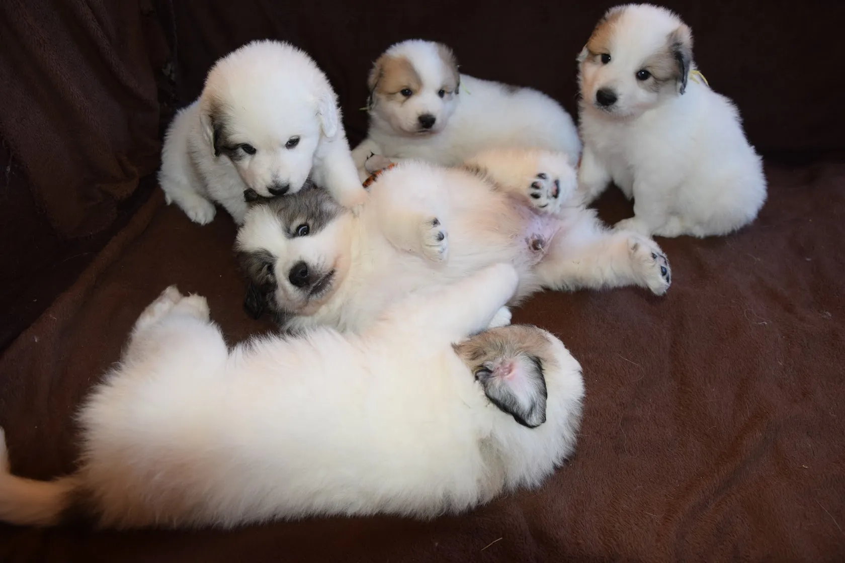 Pyrenean Mountain Dogs, Litter L, puppies