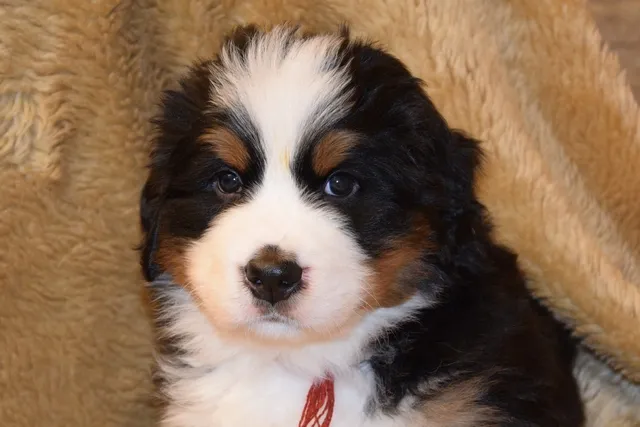 Bernese Mountain Dogs, Litter M, puppies