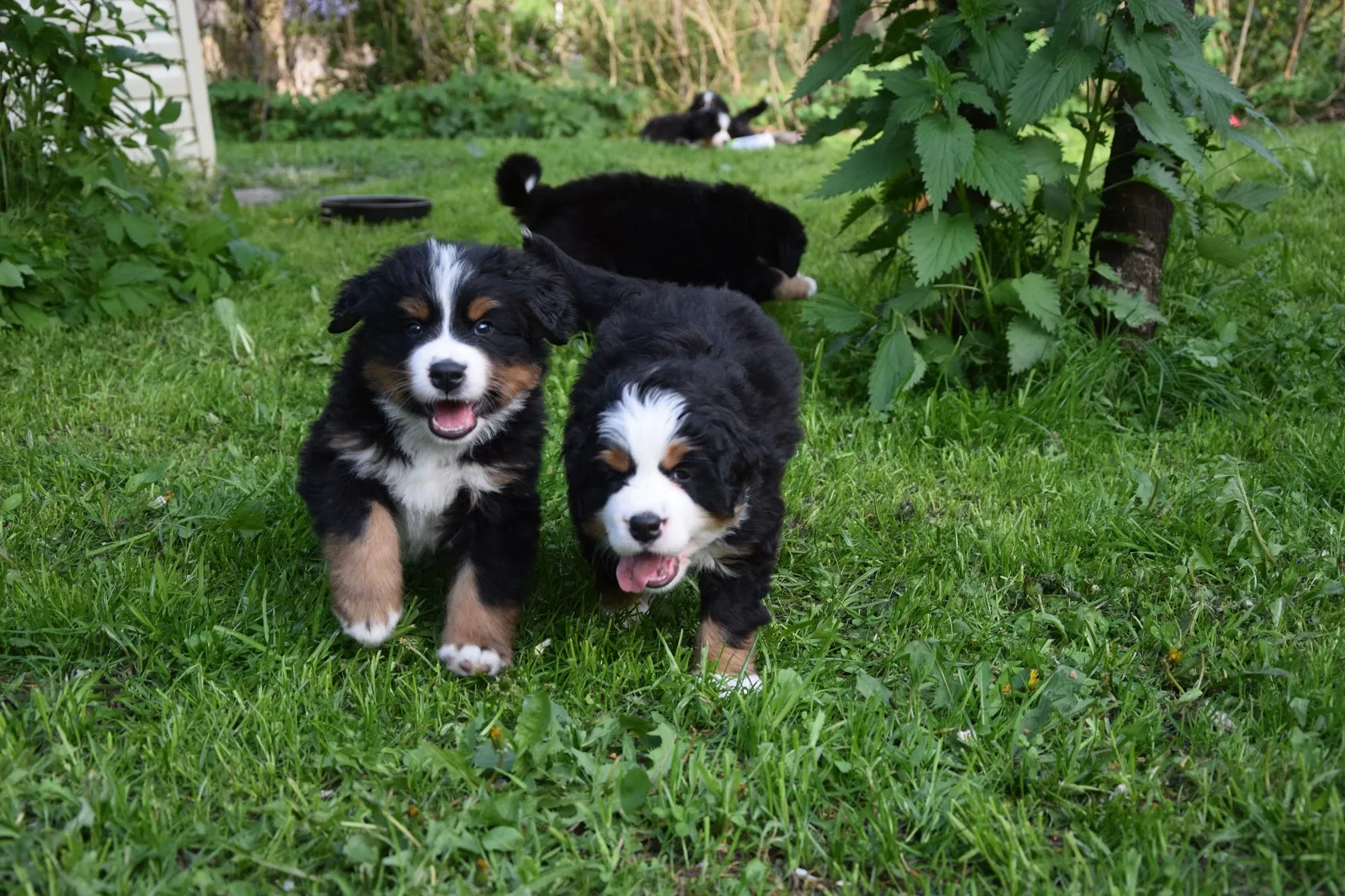 Bernese Mountain Dogs, Litter N, puppies