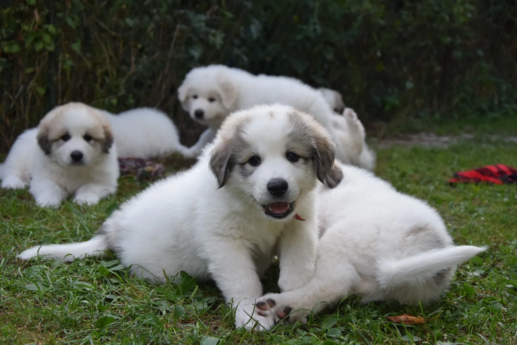 Pyrenean Mountain Dogs, Litter O, puppies