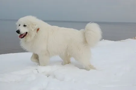 Adult Pyrenean Mountain Dog standing on a snowy shoreline