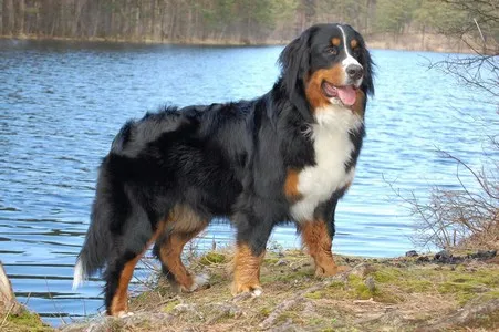 Adult Bernese Mountain Dog standing on a lake shore in autumn