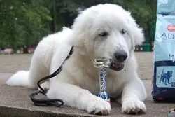 Pyrenean Mountain Dog puppy lying outdoors with a rosette
