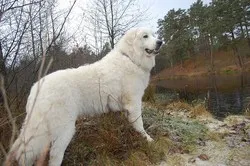Pyrenean Mountain Dog standing on a frosty bank beside a lake