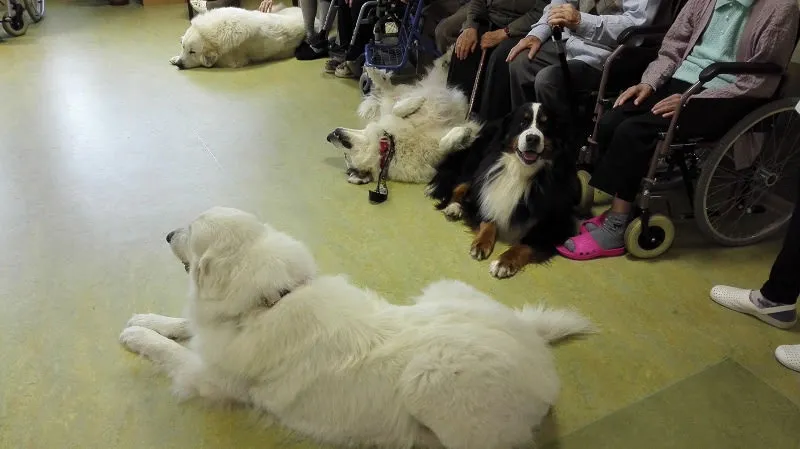 Therapy dogs lying calmly beside care home residents during a Gentle Dog visit